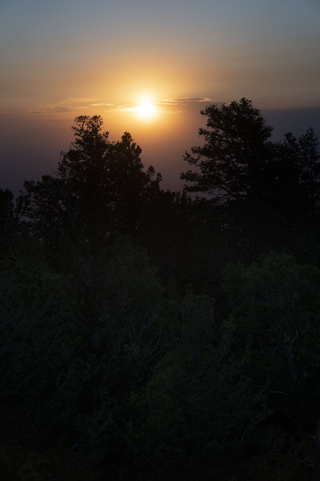 The sun peaks out of some low clouds above some pines in shadow